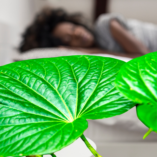 Will Kava help me sleep?