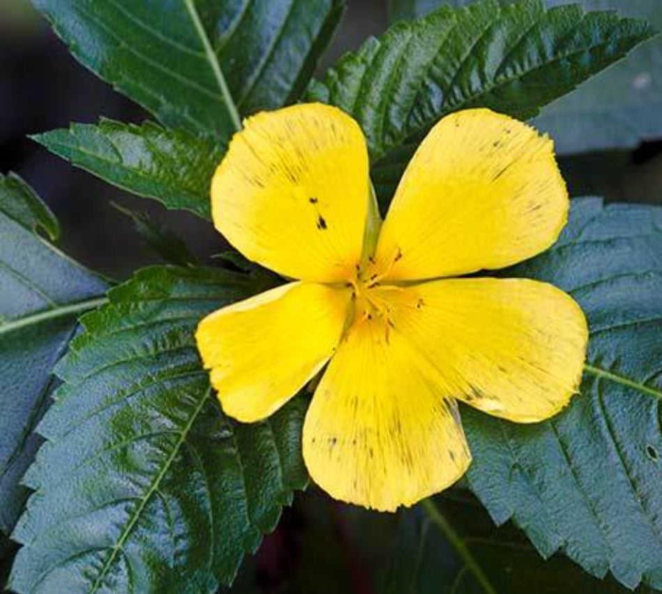 Examining Damiana's Potential Impacts on Women's Menstrual Cycle