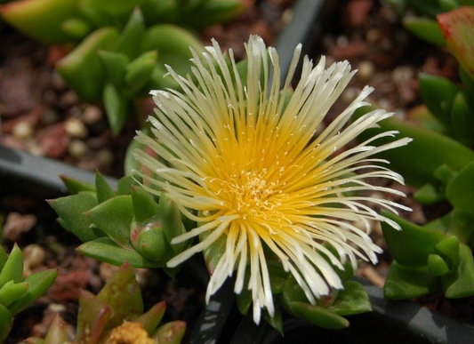 Discovering Kanna: A Journey Through Wellness Herbs