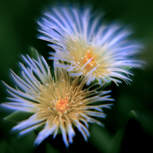 What is the Kanna Herb: A Comprehensive Guide