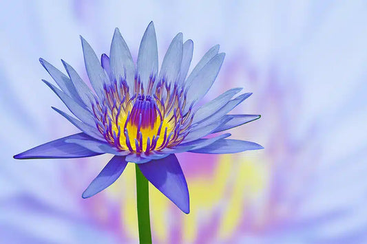 What is Blue Lotus tea good for?