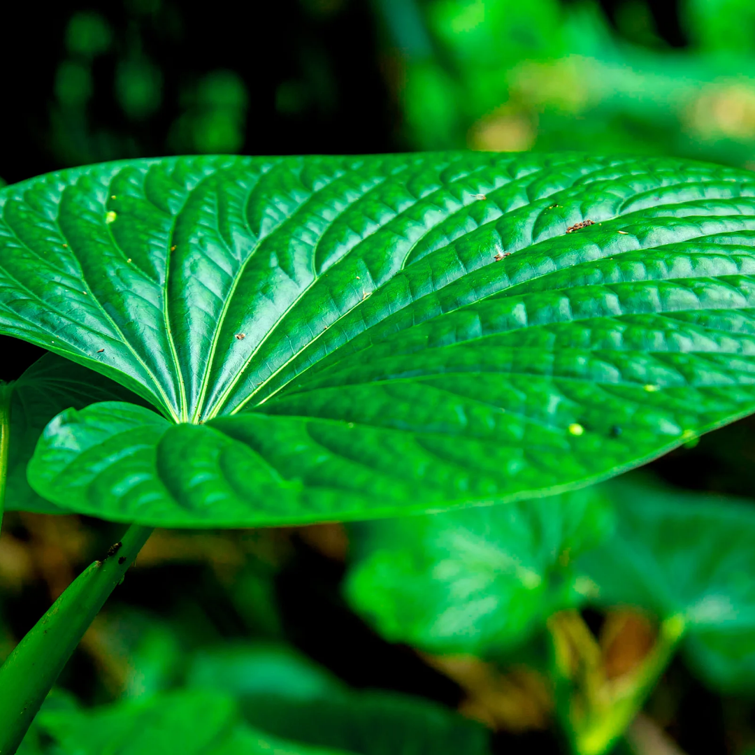 What is Green Kava?