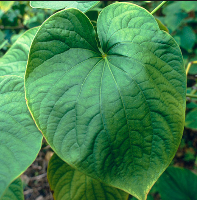 The effects of kava on the body