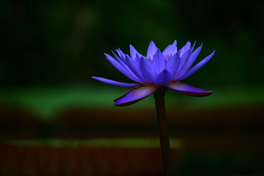 5 Benefits of Blue Lotus Flower